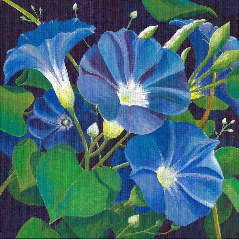 Morning Glory