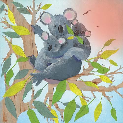 Koala